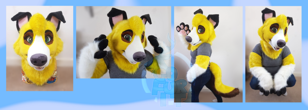 Banana - Collie - Mini Partial and Sleeves 2021